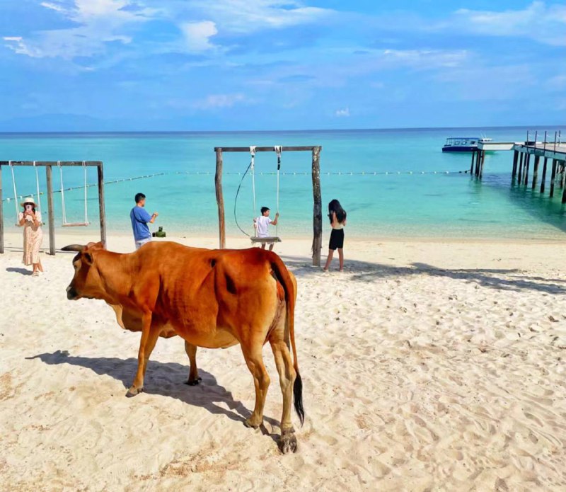 馬來西亞亞庇美人魚島上竟然遇到了牛